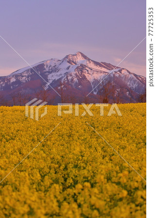 Ajigasawa-cho, Nishitsugaru-gun, Aomori Prefecture, rape field and Mt. Iwaki at dusk Ajigasawa-cho, Nishitsugaru-gun, Aomori Prefecture, rape field and Mt. Iwaki at dusk 77725353