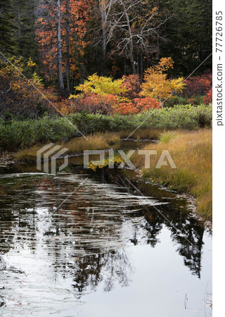 Daisetsuzan Plateau Swamp Autumn Leaves Daisetsuzan Plateau Swamp Autumn Leaves 77726785