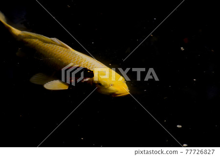 Carp of a pond Carp of a pond 77726827