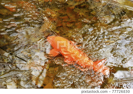 Carp of a pond 77726830