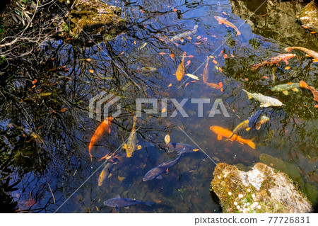 Carp of a pond 77726831