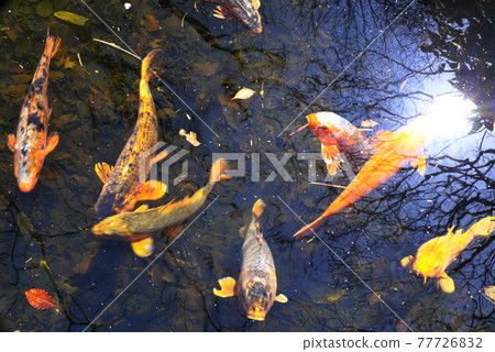 池塘的鯉魚 池塘的鯉魚 77726832