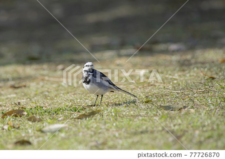 Black-backed wagtail taking a walk in the park Black-backed wagtail taking a walk in the park 77726870