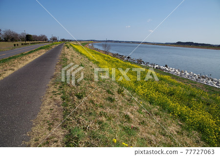 Scenery of Tone River Scenery of Tone River 77727063