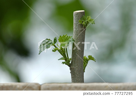 Intoxicated cutting tree image (fix shooting) 77727295