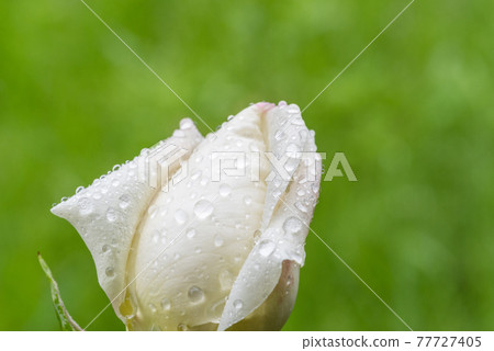 被雨水浸濕的芽 77727405