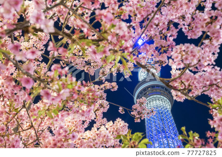 Sky Tree and Kawazu Sakura Sky Tree and Kawazu Sakura 77727825