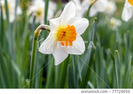 水仙 水仙 77728050