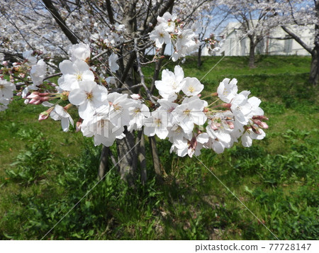 Cherry tree Cherry tree 77728147