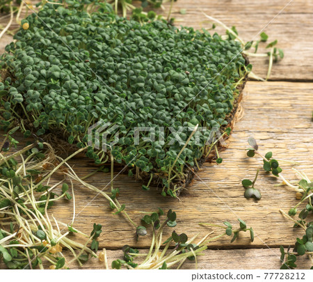 green sprouts of chia, arugula and mustard on a table from gray wooden boards, top view. A healthy food supplement 77728212