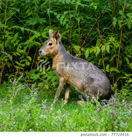 Patagonian Mara, Dolichotis patagonum are large relatives of guinea pigs 77728416