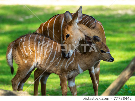 Baby Nyala Antelope - Tragelaphus angasii. Wild life animal. Baby Nyala Antelope - Tragelaphus angasii. Wild life animal. 77728442