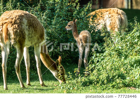 Vicunas, Vicugna Vicugna, relatives of the llama Vicunas, Vicugna Vicugna, relatives of the llama 77728446
