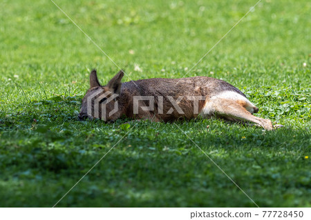 Patagonian Mara, Dolichotis patagonum are large relatives of guinea pigs 77728450