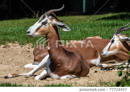 Dama gazelle, Gazella dama mhorr or mhorr gazelle is a species of gazelle Dama gazelle, Gazella dama mhorr or mhorr gazelle is a species of gazelle 77728457