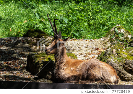 Apennine chamois, Rupicapra pyrenaica ornata, is living in Italy and Spain 77728459