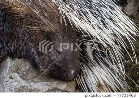 Indian crested Porcupine, Hystrix indica in a german nature park 77728469
