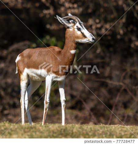 Dama gazelle, Gazella dama mhorr or mhorr gazelle is a species of gazelle 77728477