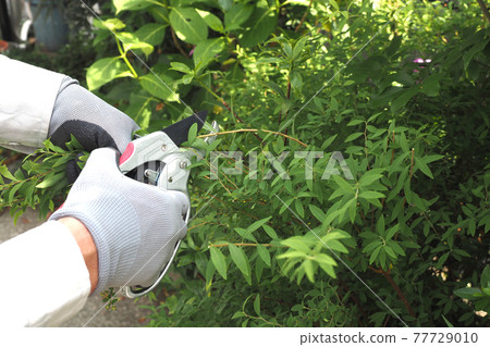 割草之手 77729010