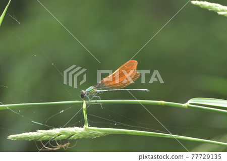 Kawatonbo Kamakura Taimine Ryokuchi 77729135