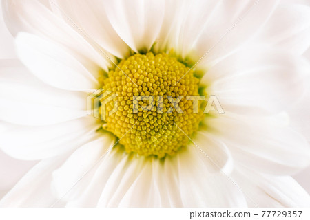 A delicate chamomile flower in soft focus. A delicate chamomile flower in soft focus. 77729357