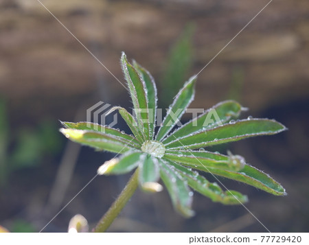 晨露和羽扇豆葉 77729420