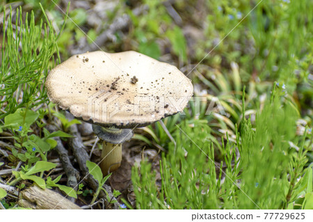 Park mushrooms 77729625