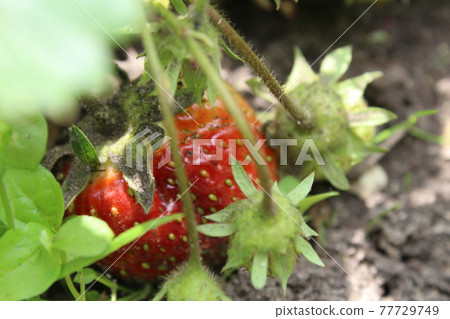 ugly ugly strawberry berries grow on the bush. summer. Berry seon. Collecting strawberries ugly ugly strawberry berries grow on the bush. summer. Berry seon. Collecting strawberries 77729749