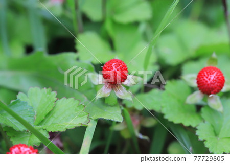 Red ripe snake strawberry fruit Red ripe snake strawberry fruit 77729805