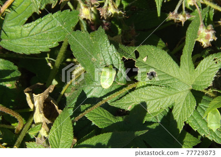 Awesome bug 77729873