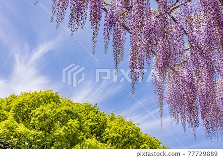 Fresh wisteria flowers with beautiful colors Fresh wisteria flowers with beautiful colors 77729889