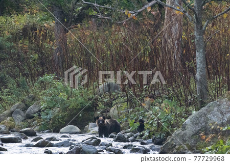 Brown bear parent and child hunting pink salmon in Shiretoko Brown bear parent and child hunting pink salmon in Shiretoko 77729968