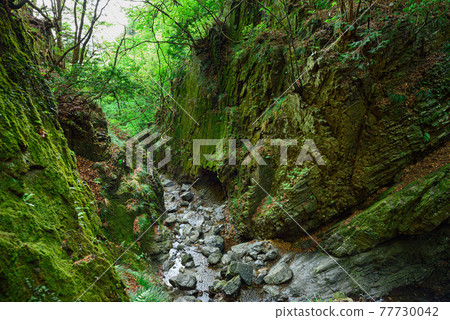 (Saitama Prefecture) Fresh green Bonooreyama Gorge (Saitama Prefecture) Fresh green Bonooreyama Gorge 77730042