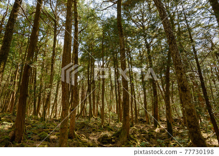 (Yamanashi Prefecture) Aokigahara Jukai Trees and Sunbeams (Yamanashi Prefecture) Aokigahara Jukai Trees and Sunbeams 77730198
