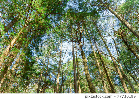 (Yamanashi Prefecture) Aokigahara Jukai Trees and Sunbeams 77730199