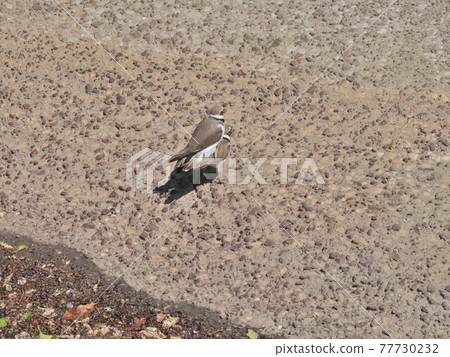 Little ringed plover mating in urban rivers Little ringed plover mating in urban rivers 77730232