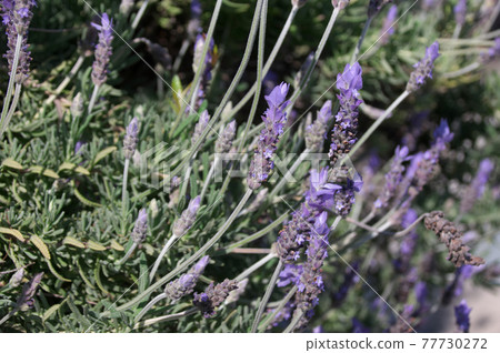 流蘇薰衣草 流蘇薰衣草 77730272