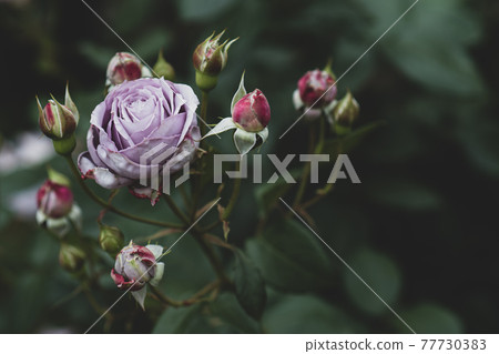 小紫玫瑰花五月 小紫玫瑰花五月 77730383