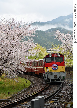 A trip along the Oigawa Railway Spring mountain railway 77730397