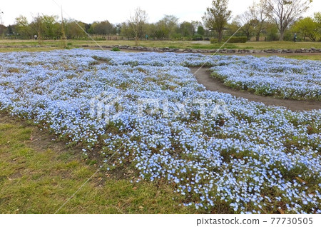 Nemophila in Matsubushi Town, Midorinooka Park 77730505