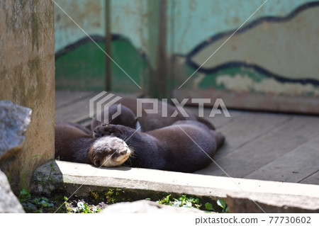 Small-clawed otter Small-clawed otter 77730602