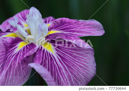 Bloom gracefully as a rose 77730644