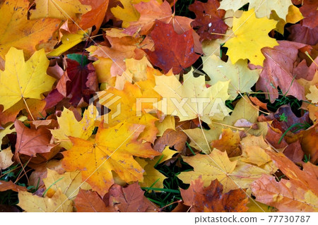 Autumn Leaves Autumn Leaves 77730787