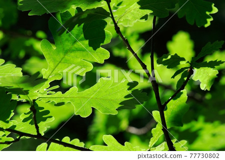 Leaves Leaves 77730802