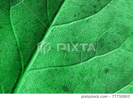 Leaf Leaf 77730803