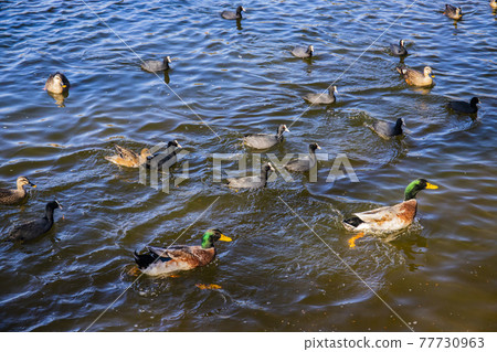 [Kofu City, Yamanashi Prefecture] Ducks visiting Lake Chiyoda in autumn 77730963