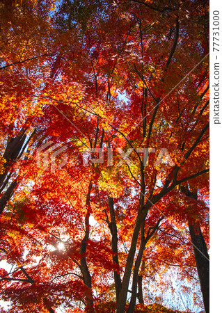 Yamanashi Prefectural Takeda no Mori / Prefectural Forest of Autumn Leaves Yamanashi Prefectural Takeda no Mori / Prefectural Forest of Autumn Leaves 77731000