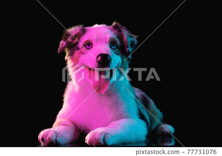 Close-up Australian Shepherd dog isolated over dark background in neon light 77731076
