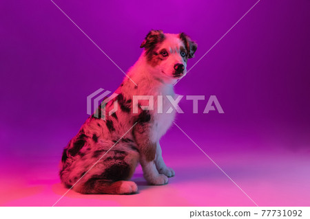 Portrait of big purebred dog, Australian Shepherd isolated over purple background in neon light 77731092