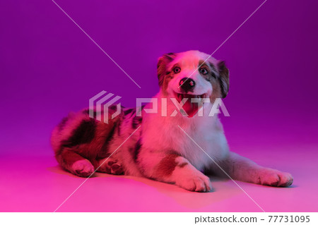 Portrait of big purebred dog, Australian Shepherd isolated over purple background in neon light Portrait of big purebred dog, Australian Shepherd isolated over purple background in neon light 77731095